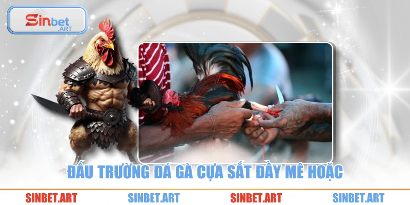 Đấu trường đá gà cựa sắt đầy mê hoặc