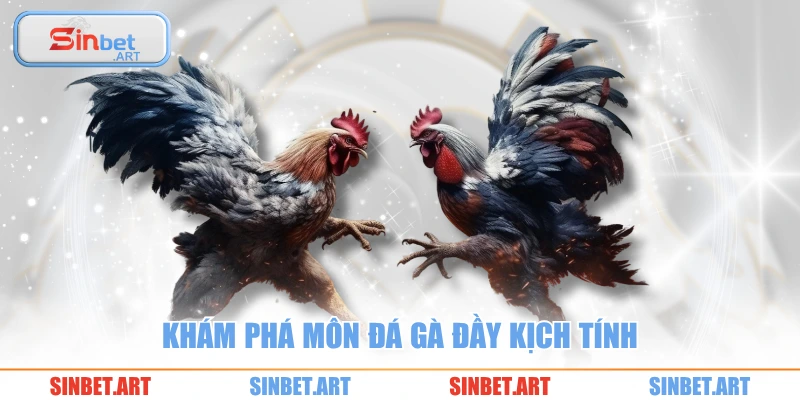 Khám phá môn đá gà đầy kịch tính